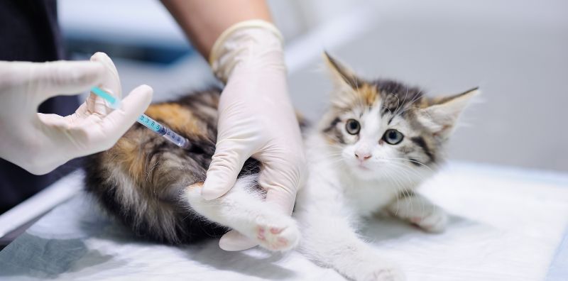 Planes de Salud Clínica Veterinaria Pozoblanco