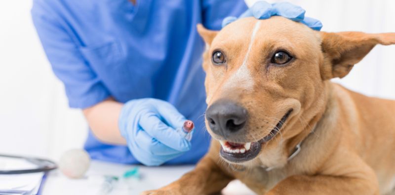 Planes de Salud Clínica Veterinaria Pozoblanco