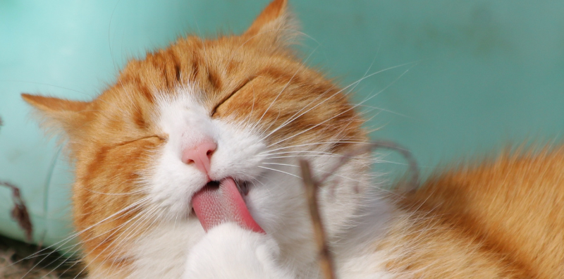 La esterilización en gatos: Ventajas e Inconvenientes