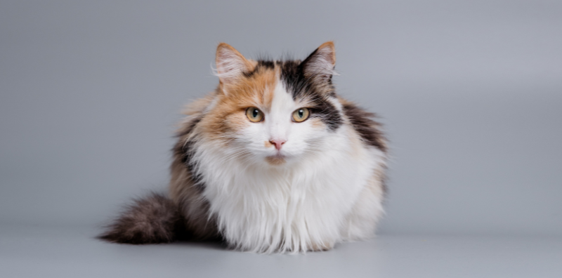 La esterilización en gatos: Ventajas e Inconvenientes