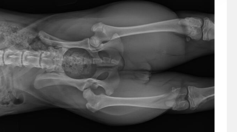 Imagen post blog artritis en perros