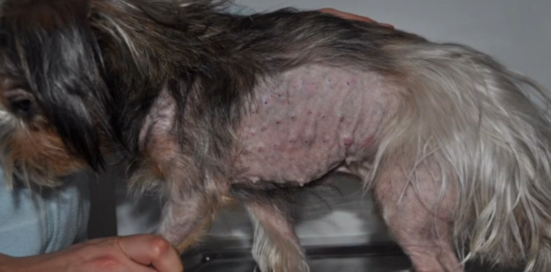 dermatitis atópica e inmunoterapia en perros imagen post veterinaria pozoblanco dermatitis atópica e inmunoterapia en perros imagen post veterinaria pozoblanco