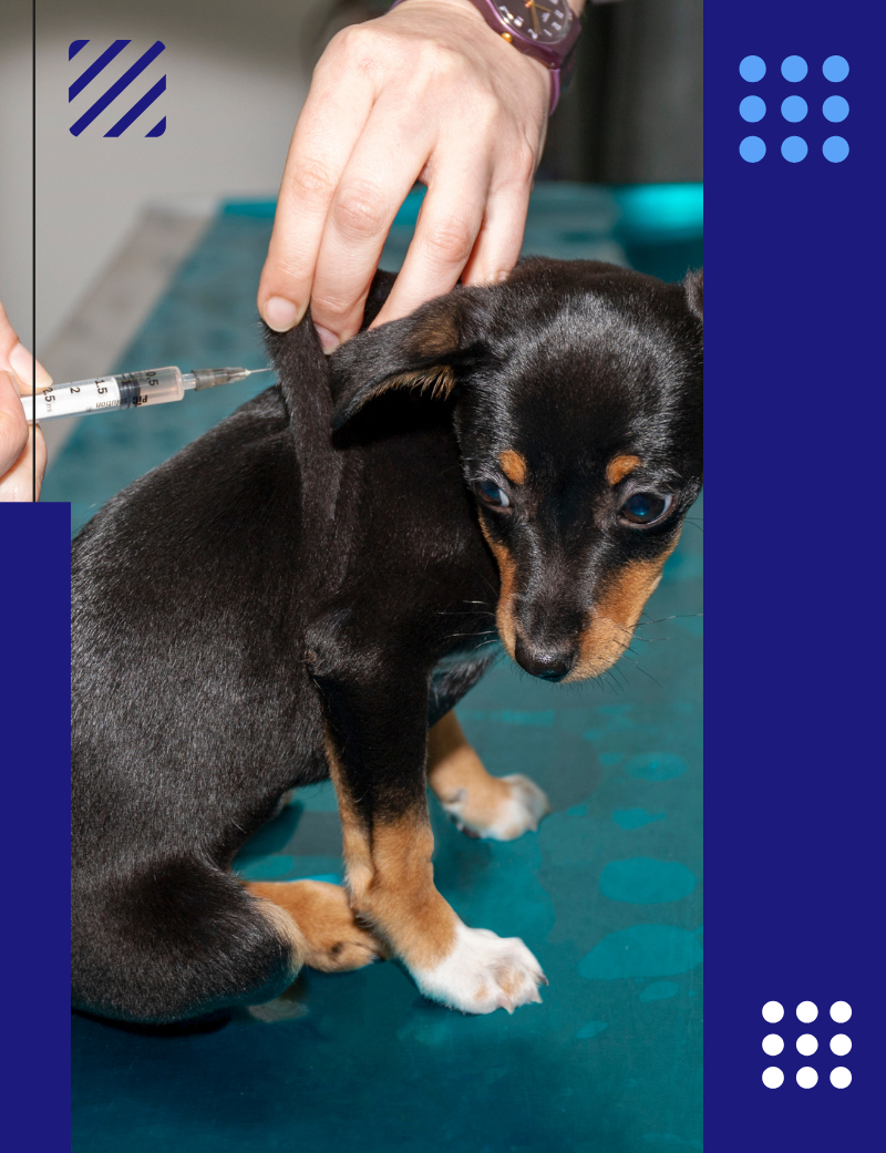 nuevas pautas de vacunación en cachorros blog CV Pozoblanco