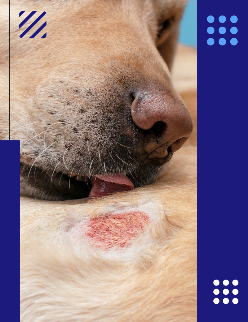 dermatitis atópica en perros post blog CV Pozoblanco