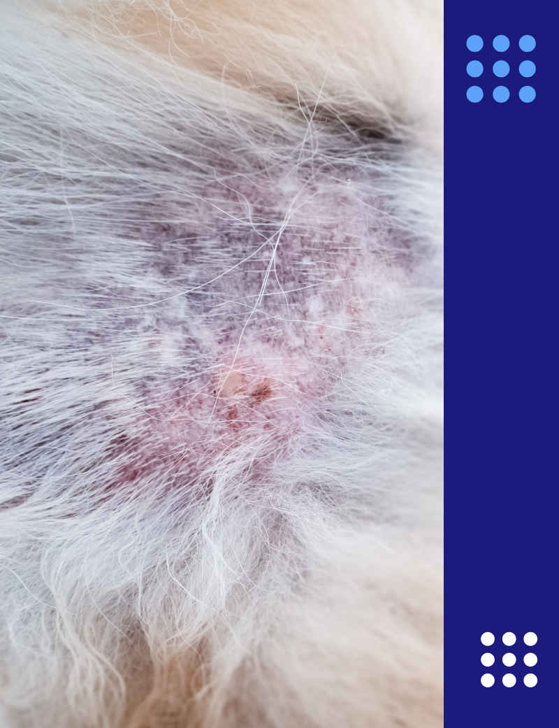 Dermatitis atópica e inmunoterapia en perros blog veterinaria Pozoblanco
