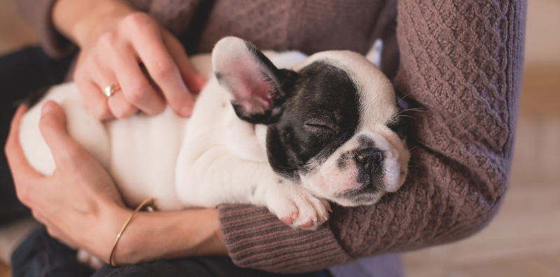 prepara la llegada de un cachorro a la familia imagen post blog cv pozoblanco prepara la llegada de un cachorro a la familia imagen post blog cv pozoblanco