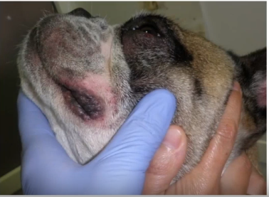 dermatitis atópica en perros imagen perro CV Pozoblanco dermatitis atópica en perros imagen perro CV Pozoblanco