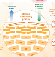 dermatitis atópica en perros imagen piel atópica CV Pozoblanco dermatitis atópica en perros imagen piel atópica CV Pozoblanco