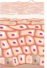 dermatitis atópica en perros post imagen CV Pozoblanco dermatitis atópica en perros post imagen CV Pozoblanco