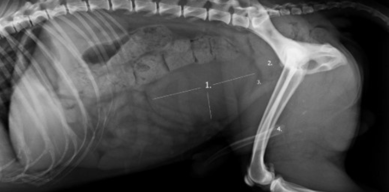 Hiperplasia prostática en perros imagen post blog veterinaria pozoblanco Hiperplasia prostática en perros imagen post blog veterinaria pozoblanco