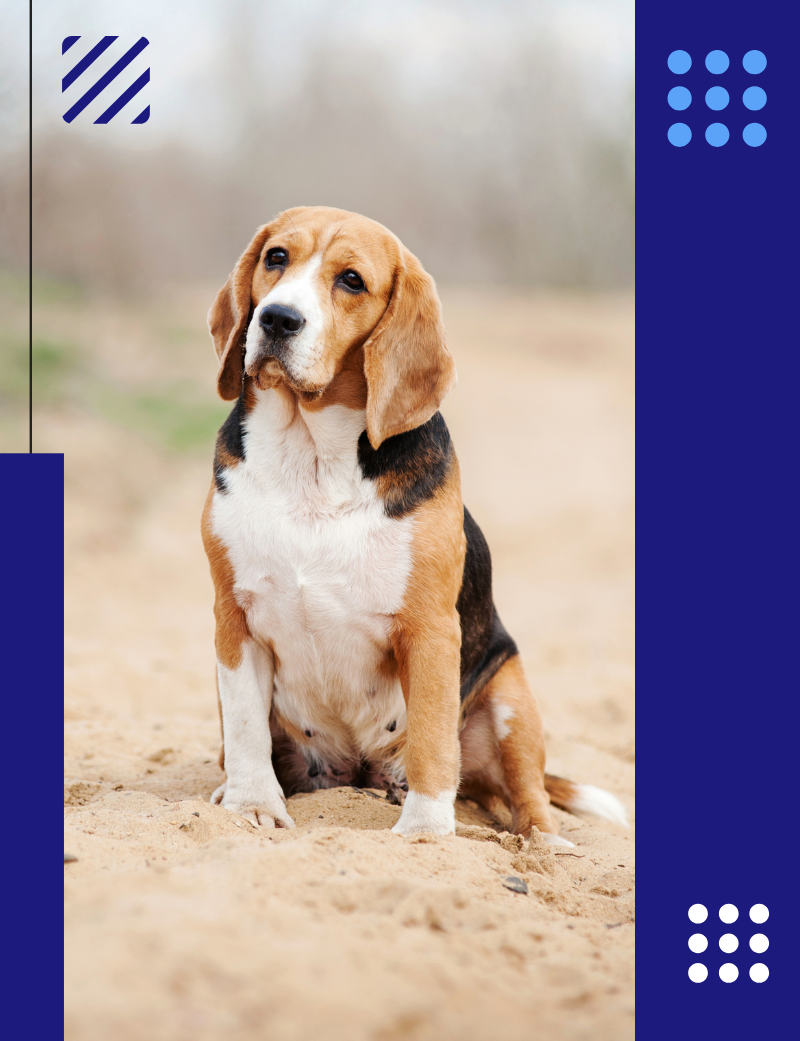 Hiperplasia prostática en perros post blog veterinaria pozoblanco