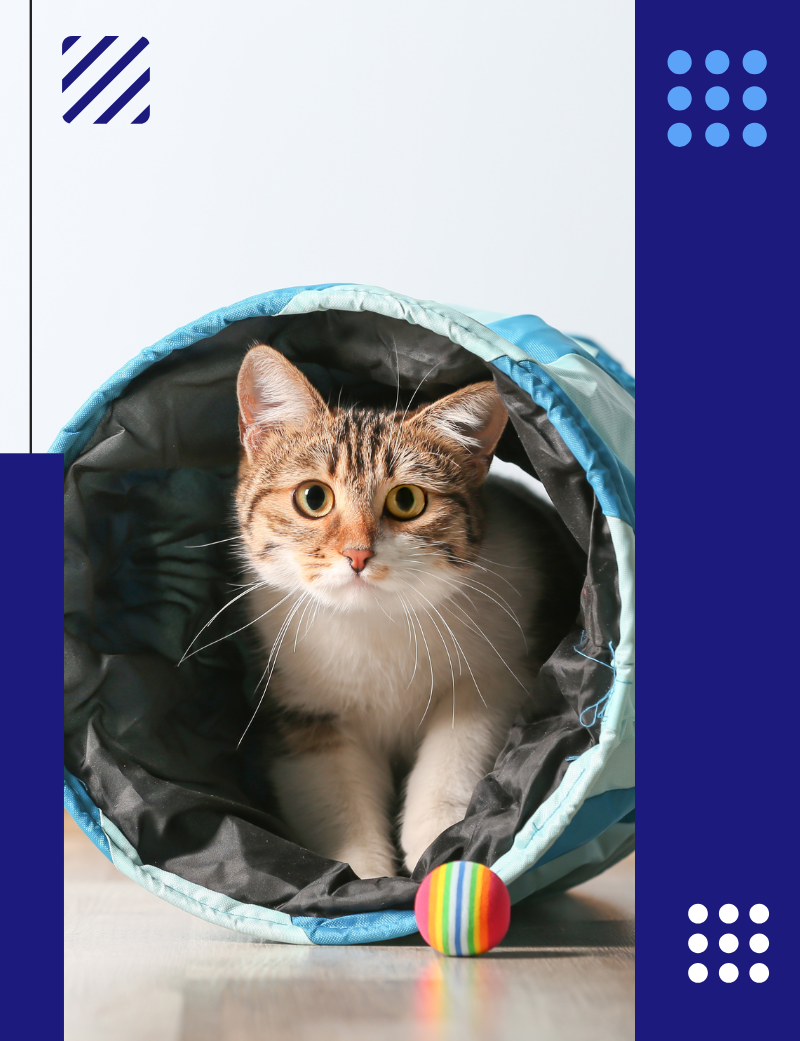 juegos con tu gato post blog veterinaria pozoblanco