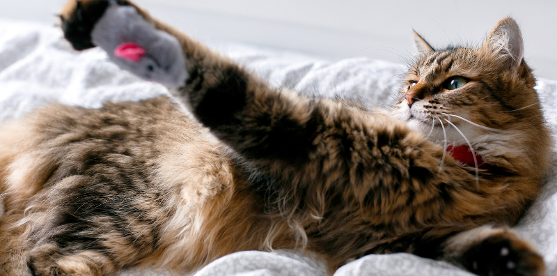 juegos con tu gato en casa imagen post blog veterinaria pozoblanco juegos con tu gato en casa imagen post blog veterinaria pozoblanco