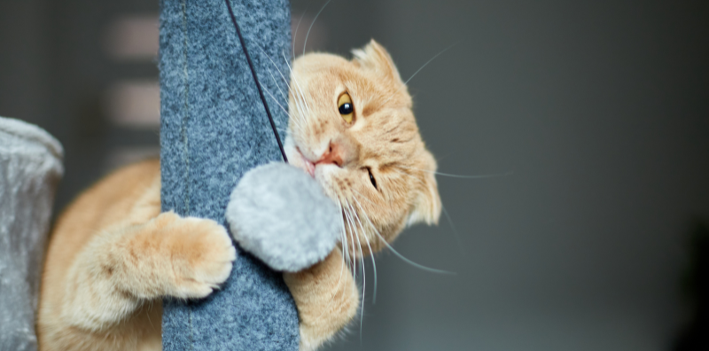 juegos con tu gato en casa imagen post blog veterinaria pozoblanco juegos con tu gato en casa imagen post blog veterinaria pozoblanco