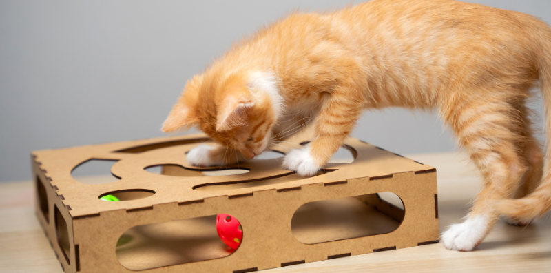 juegos con tu gato en casa imagen post blog veterinaria pozoblanco juegos con tu gato en casa imagen post blog veterinaria pozoblanco