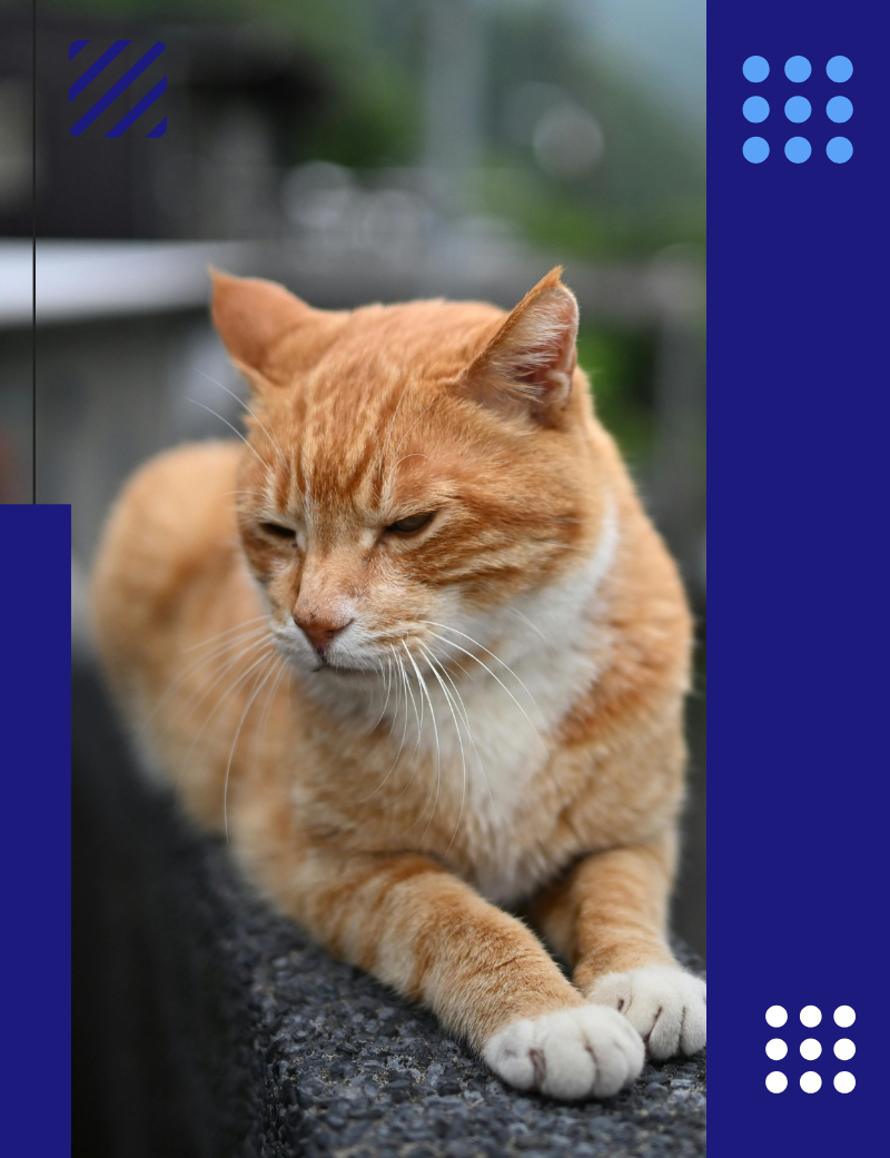 cistitis en gatos post blog veterinaria pozoblanco