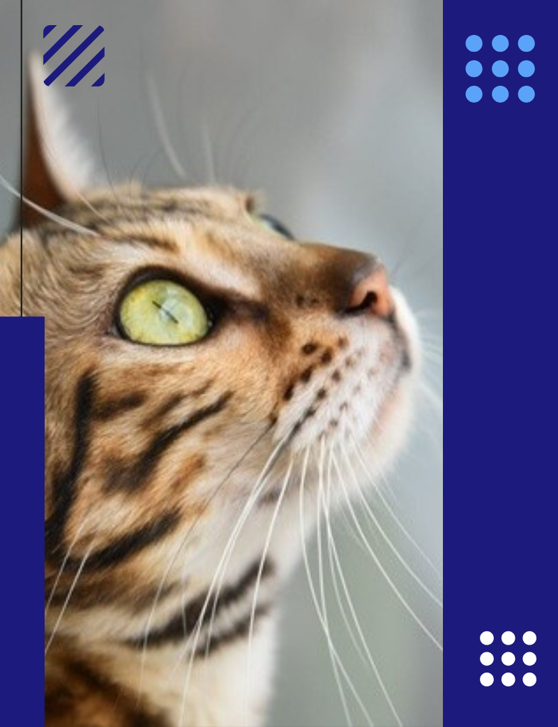 BLOG POZOBLANCO PORTADA Los bigotes del gato: Curiosidades y funciones vitales