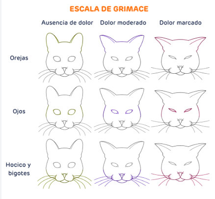 CV POZOBLANCO BLOG GRIMACE SCALE
