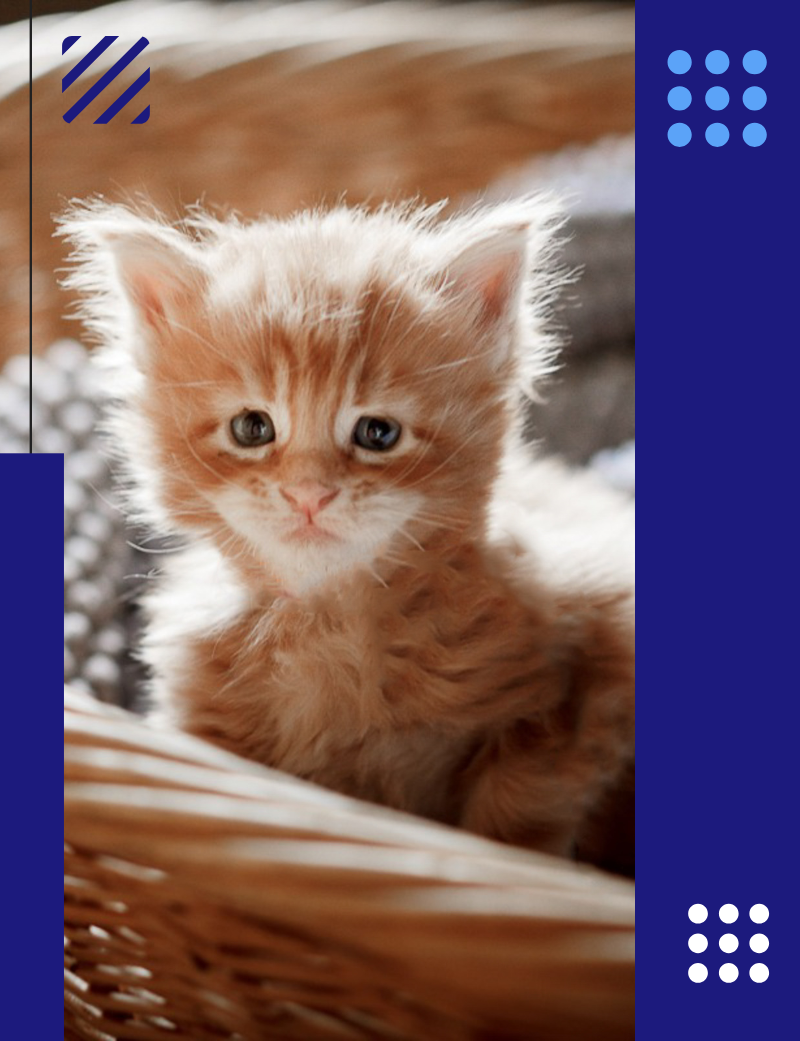 BLOG POZOBLANCO PORTADA CÓMO PREPARAR LA LLEGADA DE UN GATITO